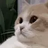 catSighExplode emote
