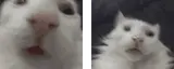 funnywhitecats