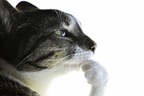 CatThink emote