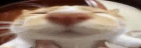 Wiwowo emote