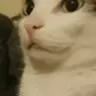 catShh emote