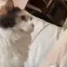 CatBump emote