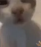 segs emote