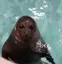 seal