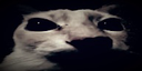 gato
