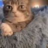 AlrightChill emote