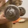 catGym emote