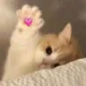 hai emote
