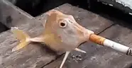 FISHSMOGE emote