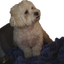 FarleyOnChair