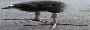 pukekoWide emote