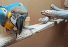 EDONADA emote