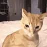 hardasscuhedit emote