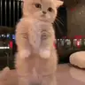 G emote