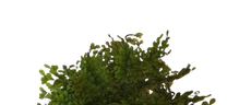 bushTime emote