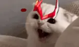 PURECHAOS emote