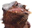 Nelthon emote