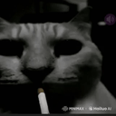 catDespairsmoke