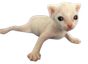 cornelius