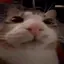 catScared