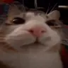 Scared emote