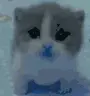 Cold emote