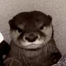 otterangry emote