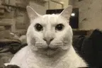 cannyArrive emote