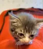 lilright emote