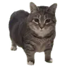 OIIA emote