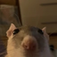 alfonso