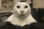 cannySleep emote