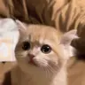 y emote