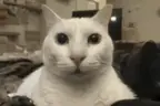 cannyFriends emote