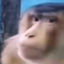 changuito