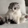kokWave emote