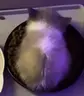 wiwiwi emote