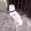 dogTwerk