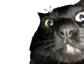 princeStare