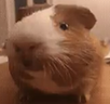 bub emote