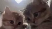 MeAndBro emote