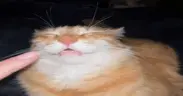 gih emote