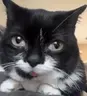 Olritey emote