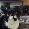 OlBite emote