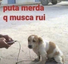 muscaruim