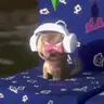 catjamming emote