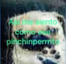 asimesientocomoesepinchinperrito