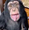 MonkeyTongue emote