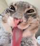 plegh emote