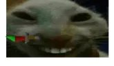 xdds emote